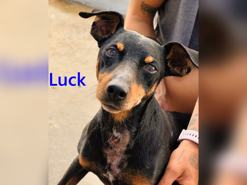 Luck geb. 07/2021 (in Deutschland) - menschenbezogener, kleiner Pinscher-Mix!