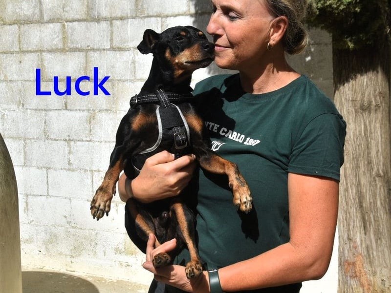 Luck geb. 07/2021 (in Deutschland) - menschenbezogener, kleiner Pinscher-Mix!
