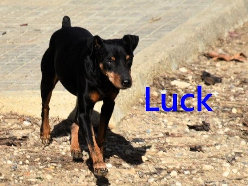 Luck geb. 07/2021 (in Deutschland) - menschenbezogener, kleiner Pinscher-Mix!
