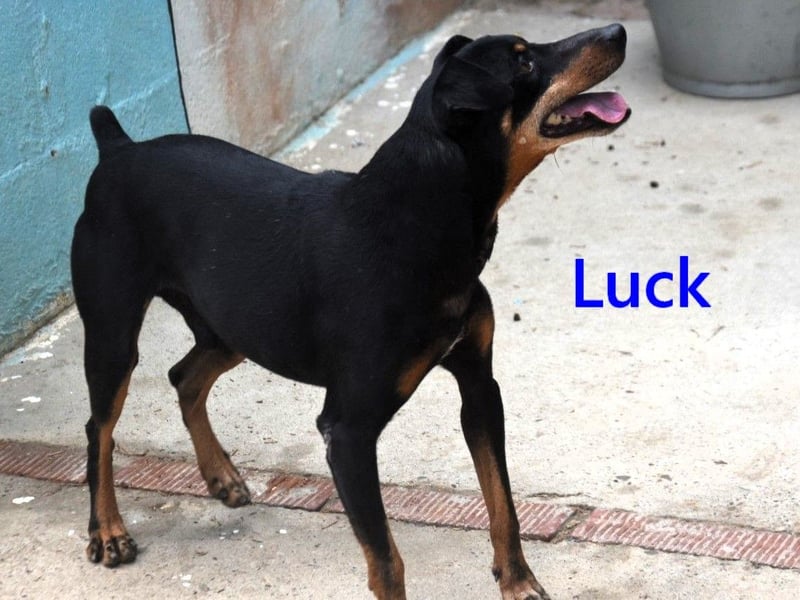 Luck geb. 07/2021 (in Deutschland) - menschenbezogener, kleiner Pinscher-Mix!
