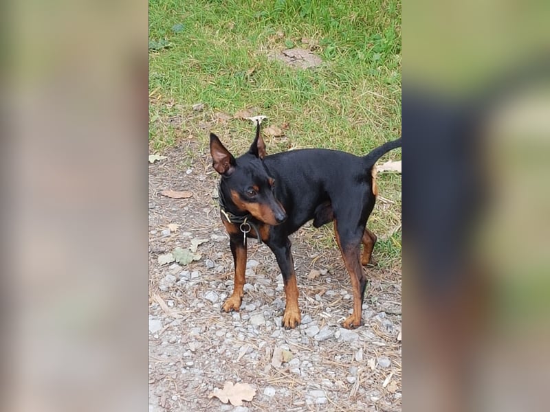 Deckrüde Zwergpinscher