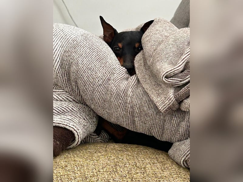 Deckrüde Zwergpinscher