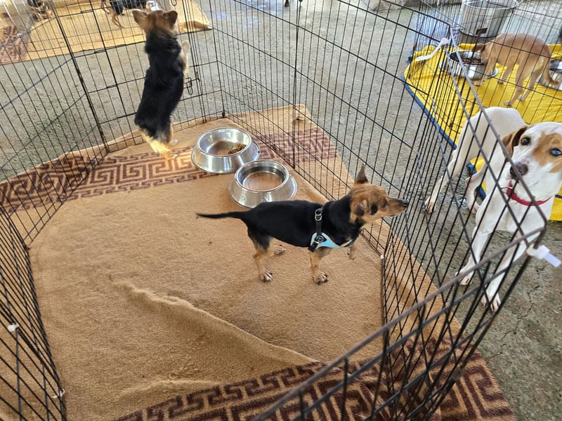 Roger: kleiner Mann in Not