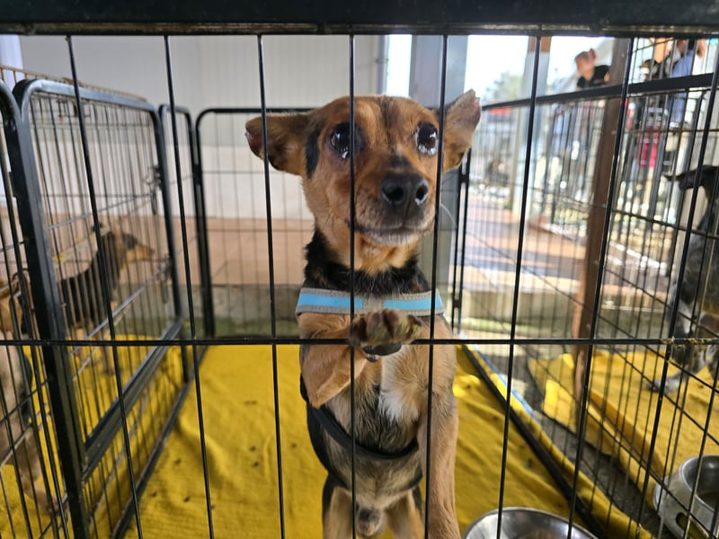 Roger: kleiner Mann in Not