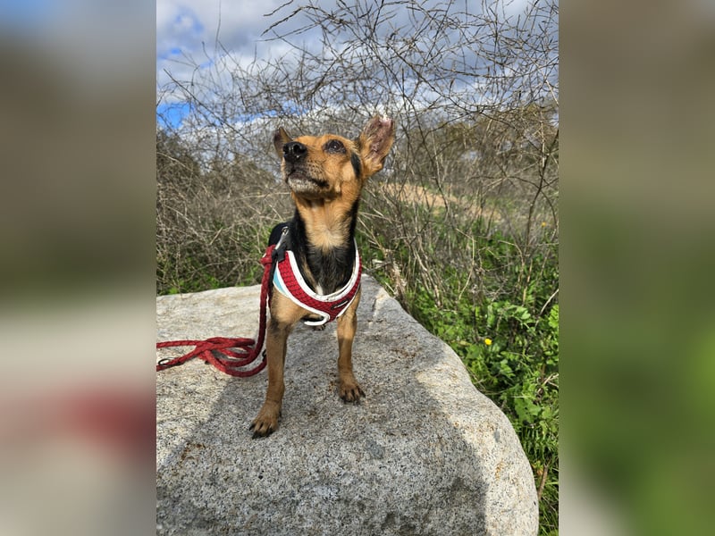 Roger: kleiner Mann in Not