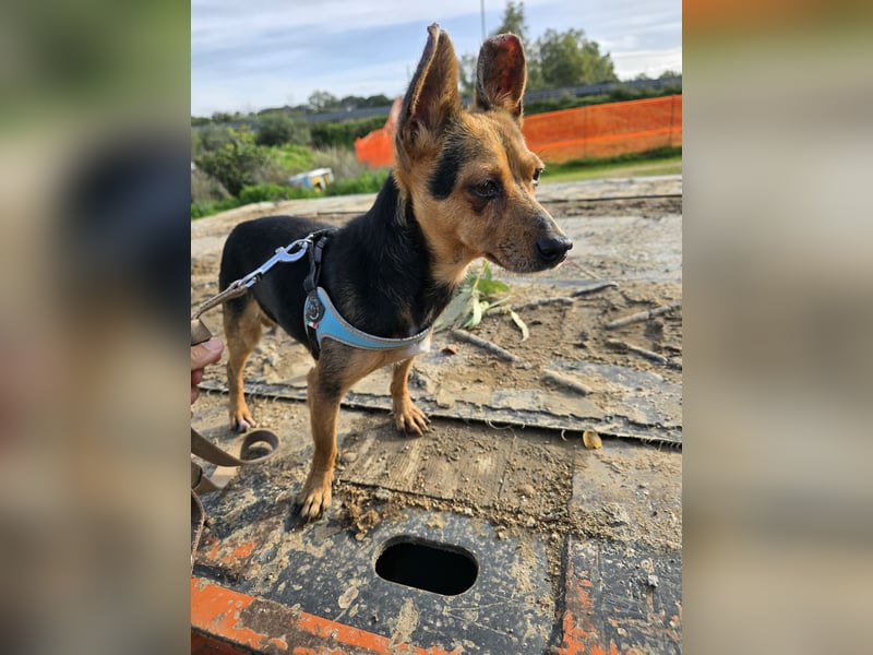 Roger: kleiner Mann in Not