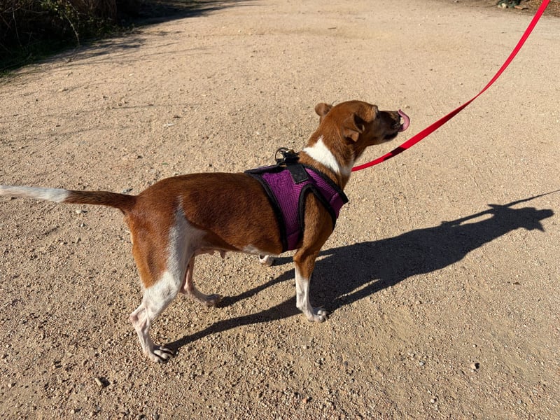 Rosina: ist das Tierheim Endstation?