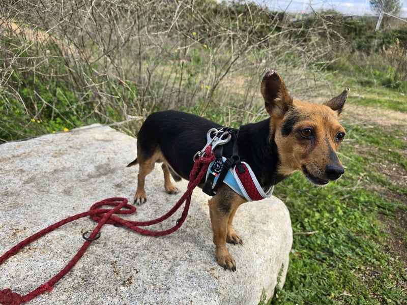 Roger: kleiner Mann in Not