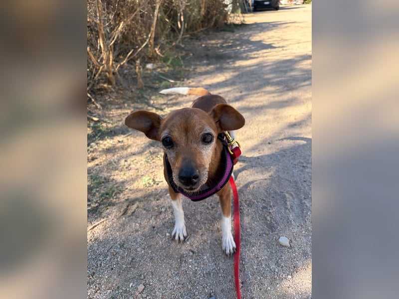 Rosina: ist das Tierheim Endstation?