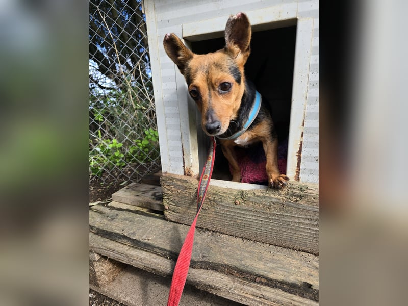 Roger: kleiner Mann in Not