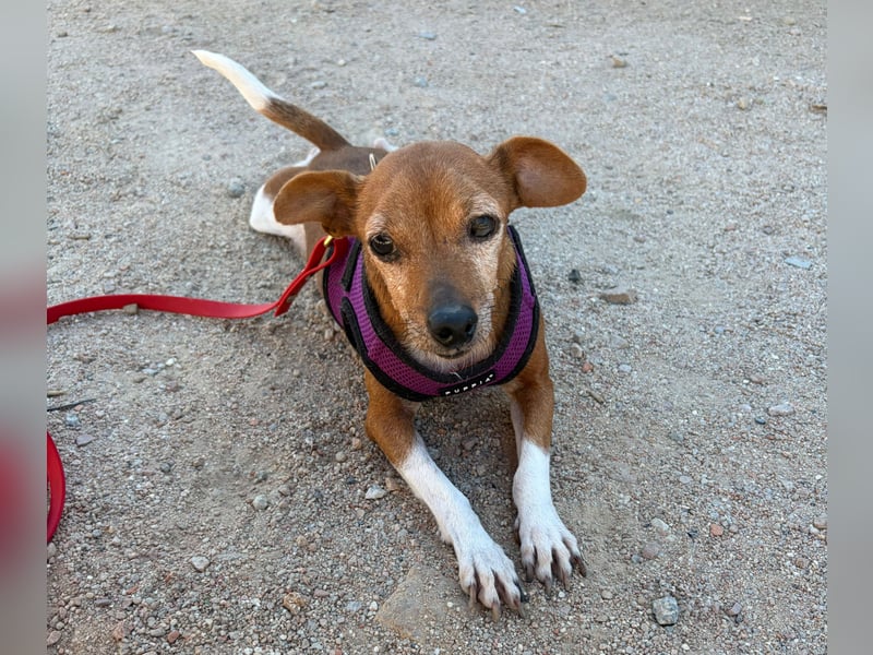 Rosina: ist das Tierheim Endstation?