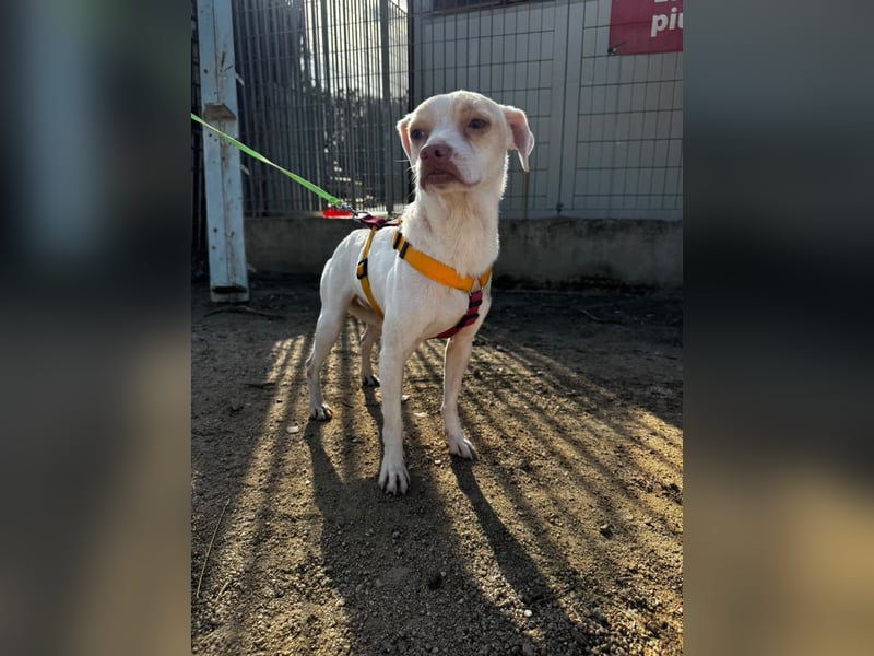 Spike - einfach Zucker