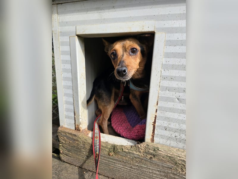 Roger: kleiner Mann in Not