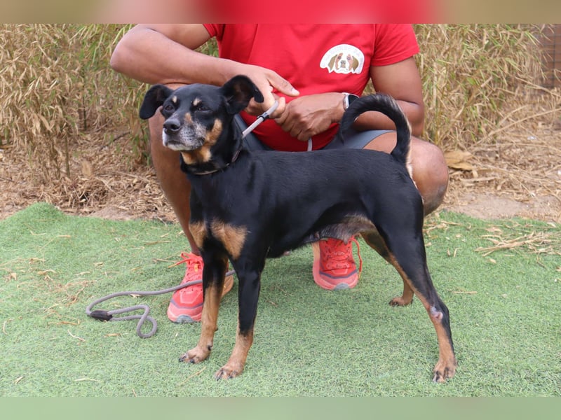 UNKOMPLIZIERTE ESTRELA ❤️ SUCHT EIN KÖRBCHEN IN DEUTSCHLAND