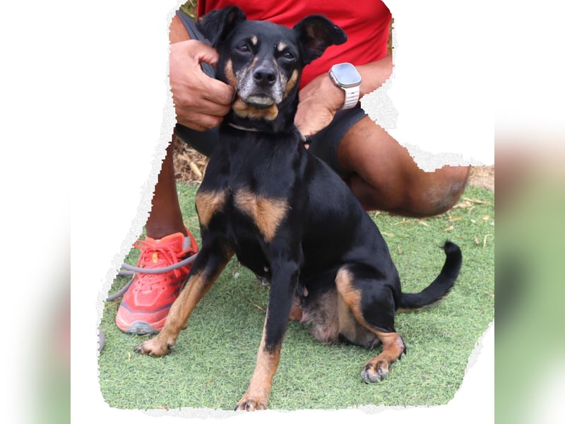 UNKOMPLIZIERTE ESTRELA ❤️ SUCHT EIN KÖRBCHEN IN DEUTSCHLAND