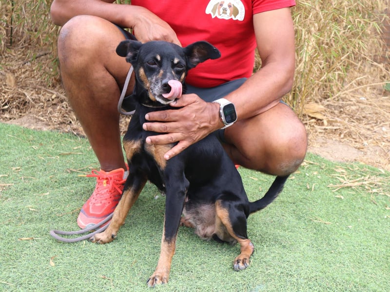 UNKOMPLIZIERTE ESTRELA ❤️ SUCHT EIN KÖRBCHEN IN DEUTSCHLAND