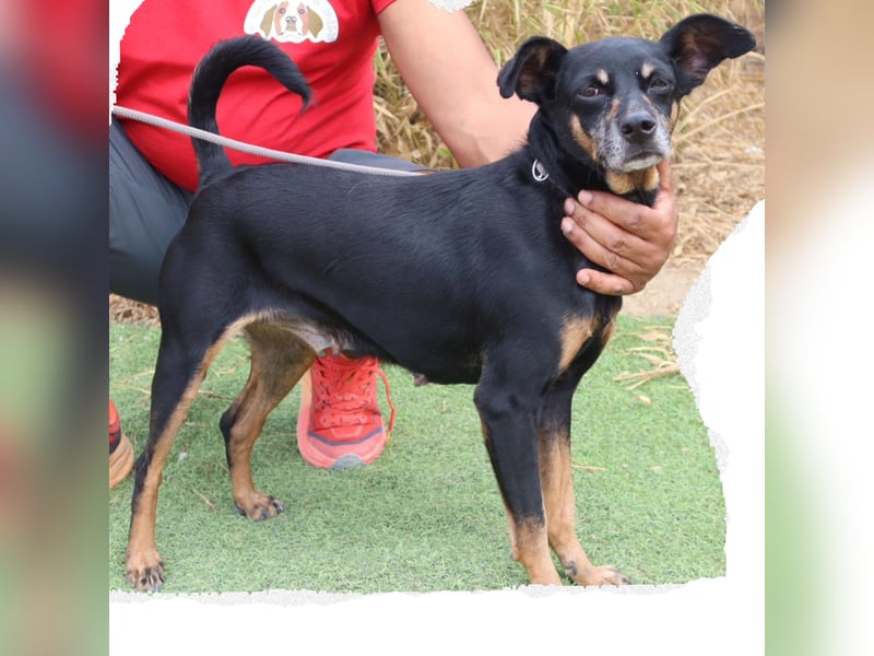 UNKOMPLIZIERTE ESTRELA ❤️ SUCHT EIN KÖRBCHEN IN DEUTSCHLAND