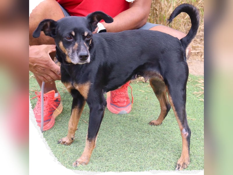 UNKOMPLIZIERTE ESTRELA ❤️ SUCHT EIN KÖRBCHEN IN DEUTSCHLAND