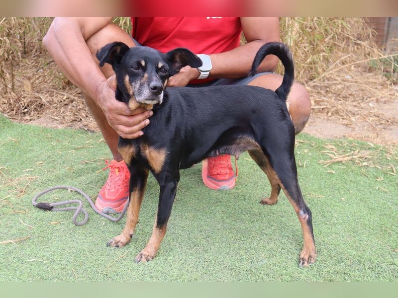 UNKOMPLIZIERTE ESTRELA ❤️ SUCHT EIN KÖRBCHEN IN DEUTSCHLAND