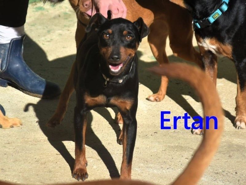 Ertan geb. 03/2025 (ESP) - menschenbezogener, sozialer und lieber kleiner Pinscher-Mix!