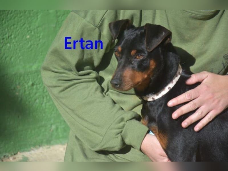 Ertan  geb. 03/2025 (ESP) - menschenbezogener Pinscher-Mix sucht neuen Wirkungskreis