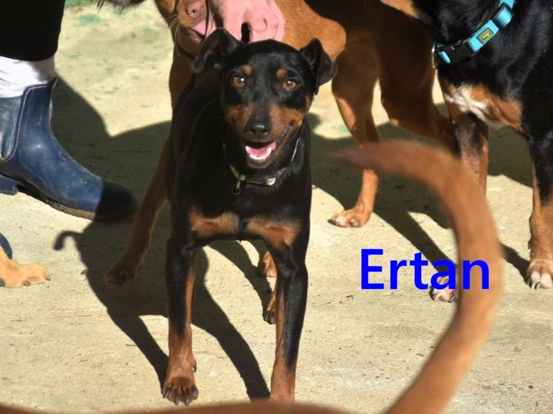 Ertan geb. 03/2025 - menschenbezogener, sozialer und lieber kleiner Pinscher-Mix!