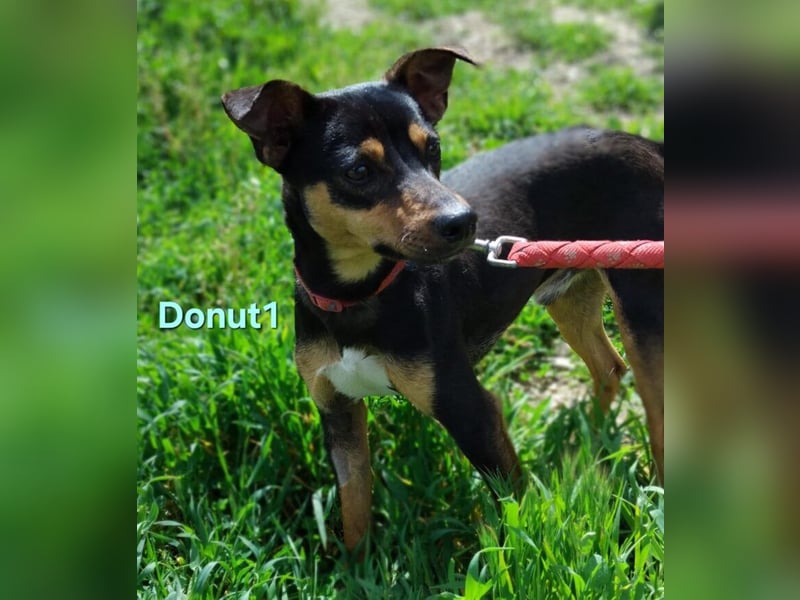 Donut1 geb. 10/2024 (ESP) - kleiner Pinscher-Mix mit großem Herzen!
