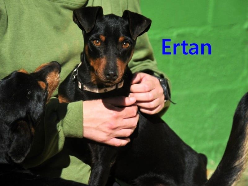 Ertan geb. 03/2025 (ESP) - menschenbezogener, sozialer und lieber kleiner Pinscher-Mix!