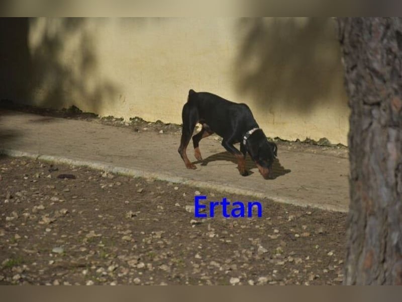 Ertan  geb. 03/2025 (ESP) - menschenbezogener Pinscher-Mix sucht neuen Wirkungskreis
