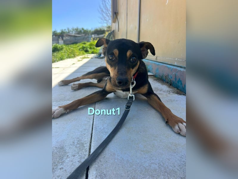 Donut1 geb. 10/2024 (ESP) - kleiner Pinscher-Mix mit großem Herzen!