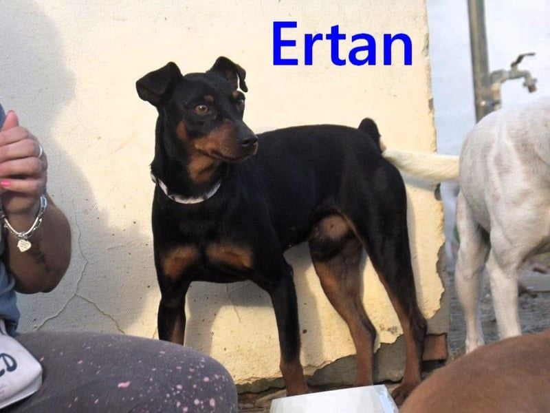 Ertan geb. 03/2025 (ESP) - menschenbezogener, sozialer und lieber kleiner Pinscher-Mix!