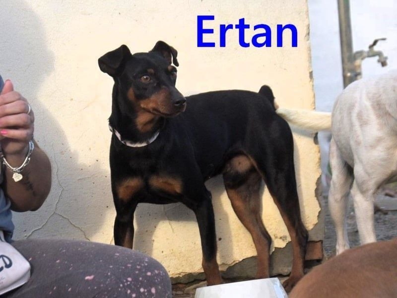 Ertan geb. 03/2025 (ESP) - menschenbezogener, sozialer und lieber kleiner Pinscher-Mix!
