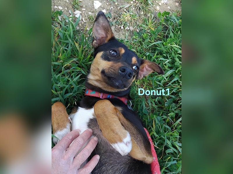 Donut1 geb. 10/2024 (ESP) - kleiner Pinscher-Mix mit großem Herzen!