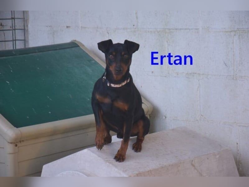 Ertan  geb. 03/2025 (ESP) - menschenbezogener Pinscher-Mix sucht neuen Wirkungskreis