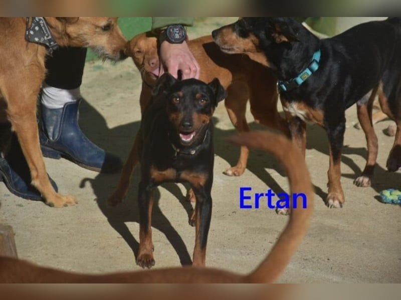 Ertan  geb. 03/2025 (ESP) - menschenbezogener Pinscher-Mix sucht neuen Wirkungskreis