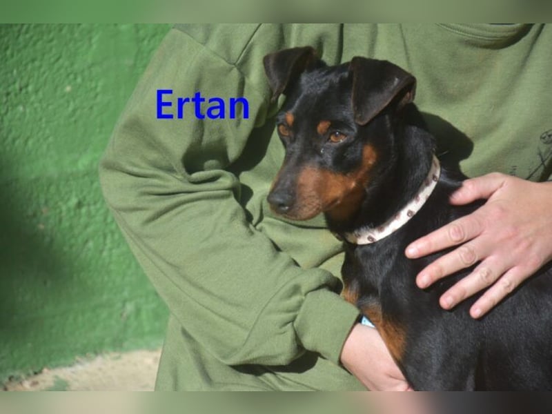 Ertan geb. 03/2025 (ESP) - menschenbezogener Pinscher-Mix sucht neuen Wirkungskreis