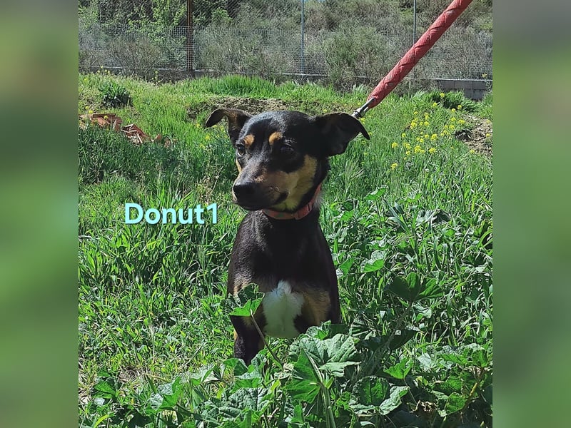 Donut1 geb. 10/2024 (ESP) - kleiner Pinscher-Mix mit großem Herzen!
