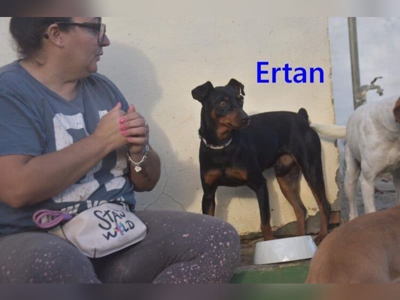 Ertan  geb. 03/2025 (ESP) - menschenbezogener Pinscher-Mix sucht neuen Wirkungskreis