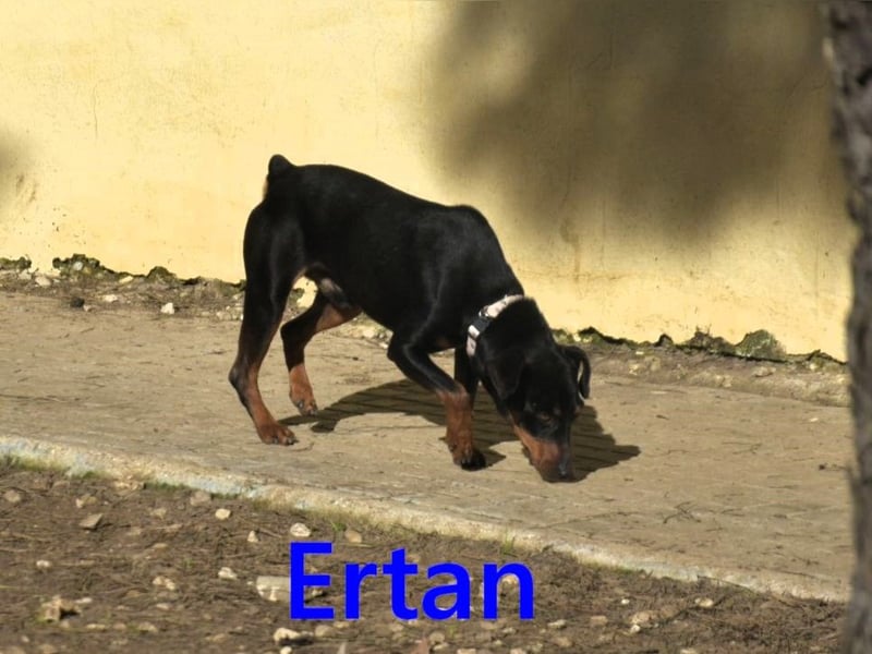 Ertan geb. 03/2025 - menschenbezogener, sozialer und lieber kleiner Pinscher-Mix!