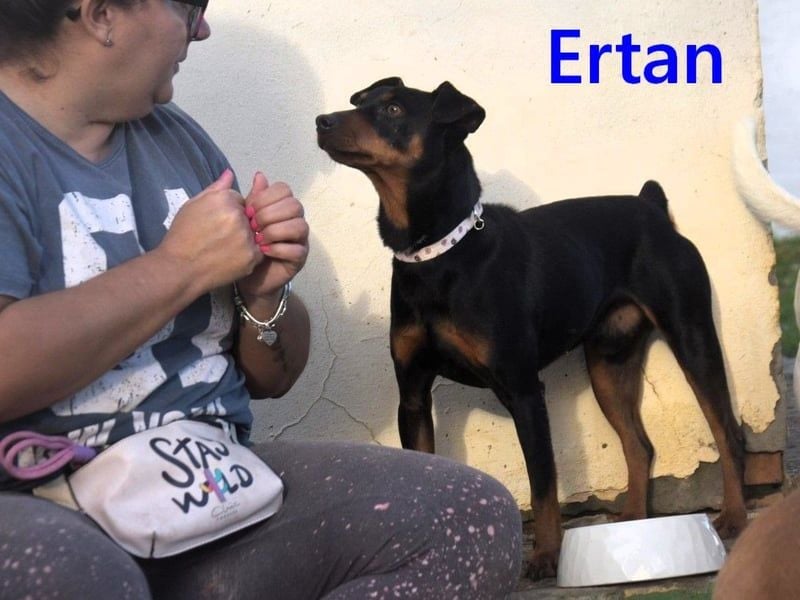Ertan geb. 03/2025 (ESP) - menschenbezogener, sozialer und lieber kleiner Pinscher-Mix!