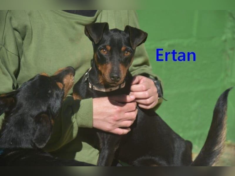 Ertan  geb. 03/2025 (ESP) - menschenbezogener Pinscher-Mix sucht neuen Wirkungskreis