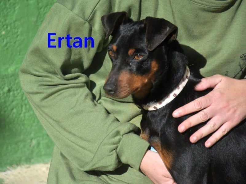 Ertan geb. 03/2025 (ESP) - menschenbezogener, sozialer und lieber kleiner Pinscher-Mix!