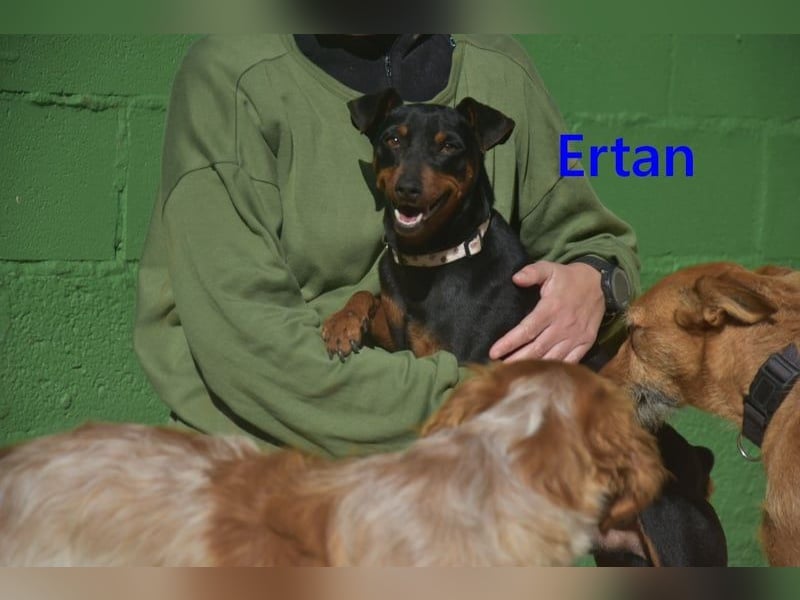 Ertan  geb. 03/2025 (ESP) - menschenbezogener Pinscher-Mix sucht neuen Wirkungskreis