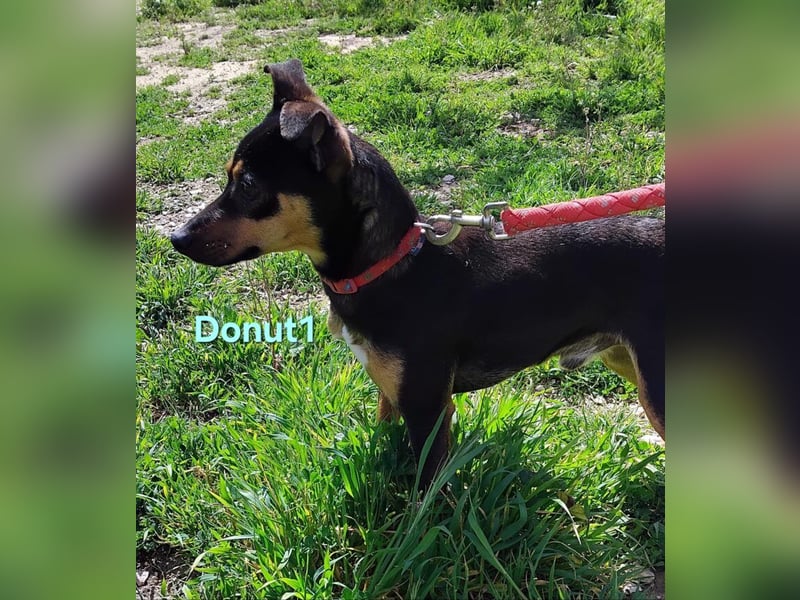 Donut1 geb. 10/2024 (ESP) - kleiner Pinscher-Mix mit großem Herzen!