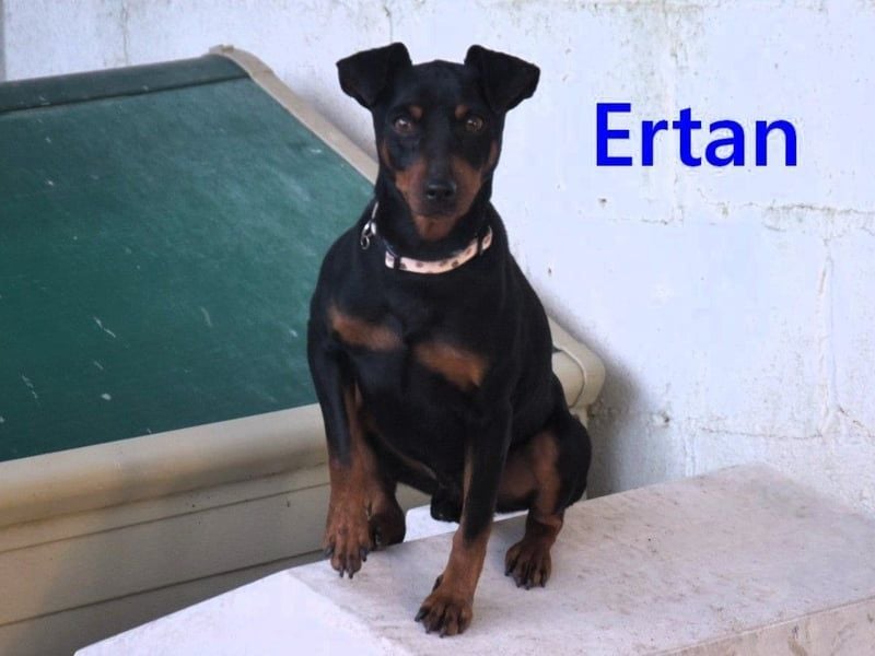 Ertan geb. 03/2025 (ESP) - menschenbezogener, sozialer und lieber kleiner Pinscher-Mix!
