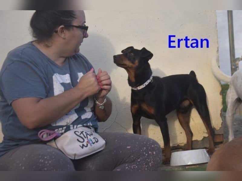 Ertan  geb. 03/2025 (ESP) - menschenbezogener Pinscher-Mix sucht neuen Wirkungskreis