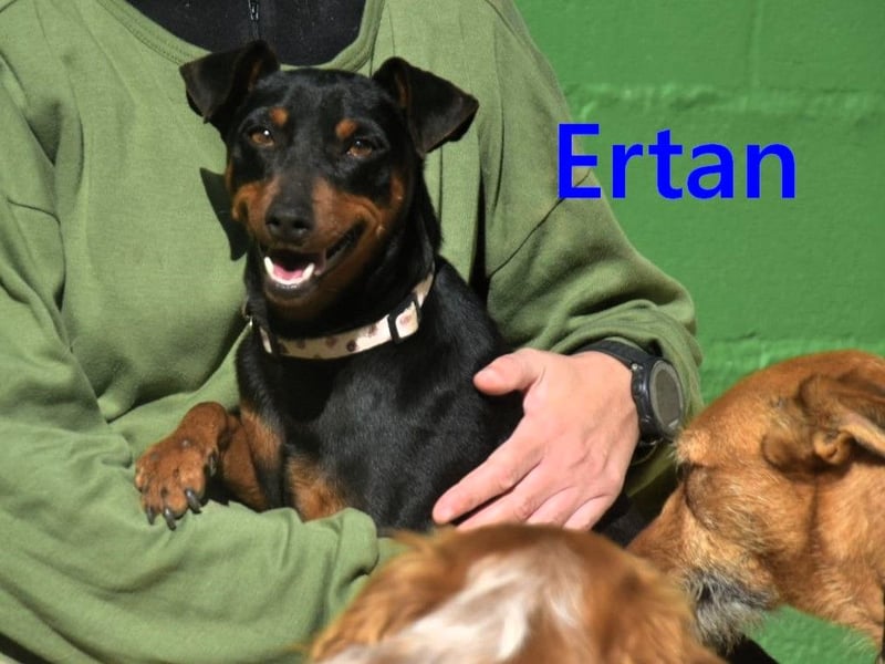 Ertan geb. 03/2025 - menschenbezogener, sozialer und lieber kleiner Pinscher-Mix!