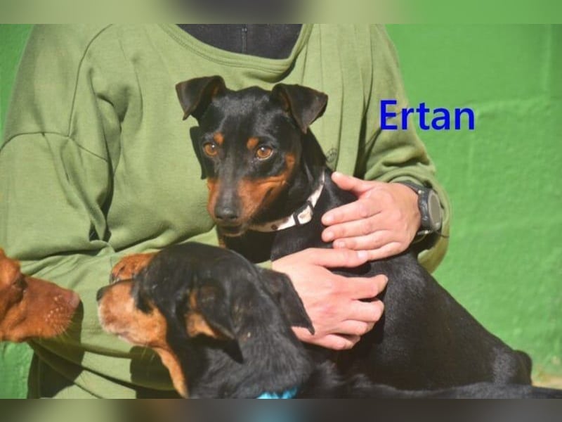 Ertan  geb. 03/2025 (ESP) - menschenbezogener Pinscher-Mix sucht neuen Wirkungskreis
