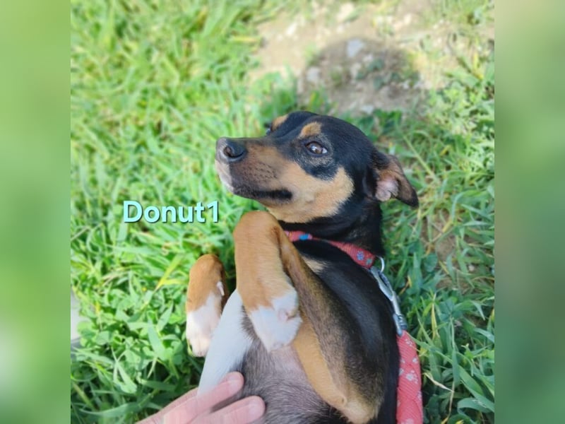 Donut1 geb. 10/2024 (ESP) - kleiner Pinscher-Mix mit großem Herzen!