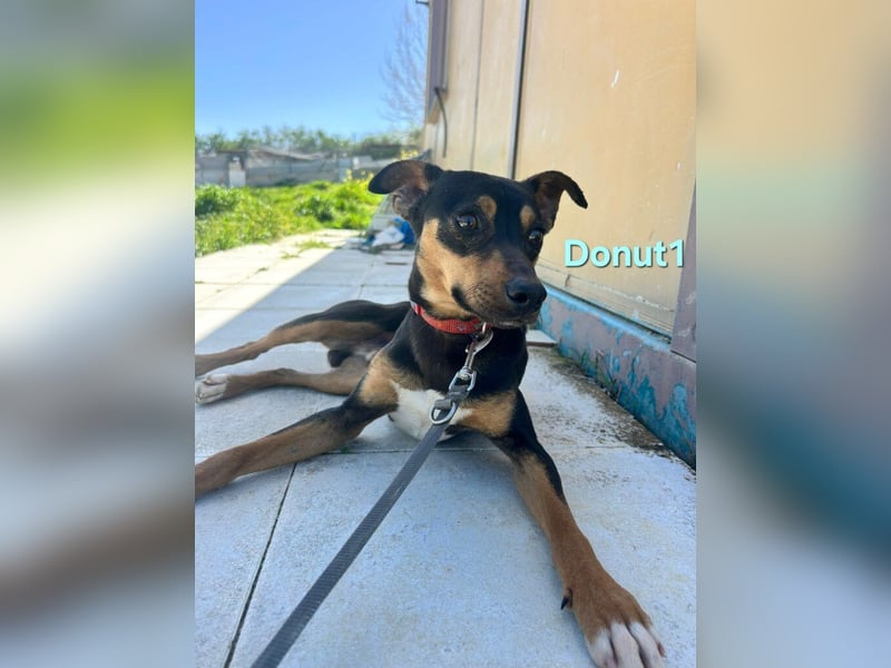 Donut1 geb. 10/2024 (ESP) - kleiner Pinscher-Mix mit großem Herzen!